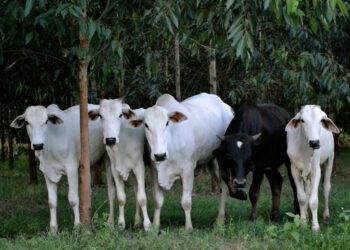 Agro Amazônia impulsiona revolução tecnológica na pecuária