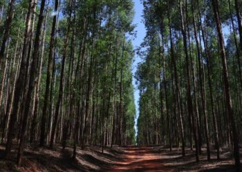 Governo de MS vai à Bruxelas tratar das implicações de novas leis da União Europeia sobre exportações do agronegócio