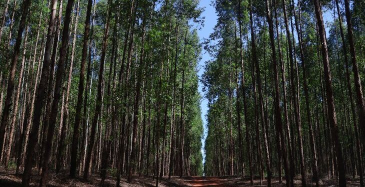 Governo de MS vai à Bruxelas tratar das implicações de novas leis da União Europeia sobre exportações do agronegócio