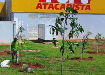 Empresas celebram o Dia Internacional das Florestas com plantio de 200 árvores na capital