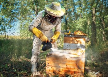 Projeto de polinização alia biodiversidade a agricultura sustentável