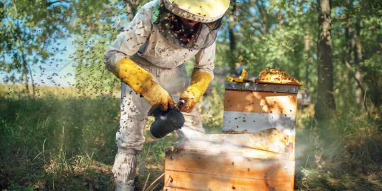 Projeto de polinização alia biodiversidade a agricultura sustentável
