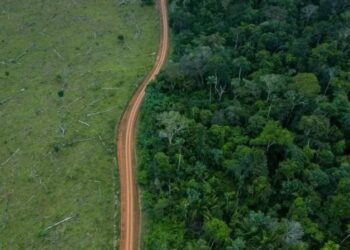 Por que Brasil e Colômbia lideraram ‘redução drástica’ em desmatamento em 2023