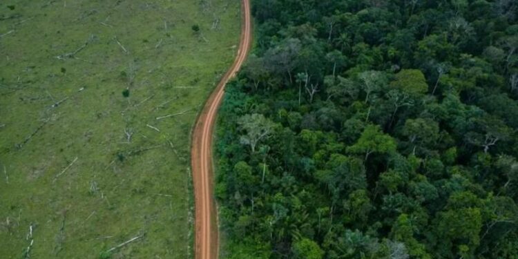 Por que Brasil e Colômbia lideraram ‘redução drástica’ em desmatamento em 2023