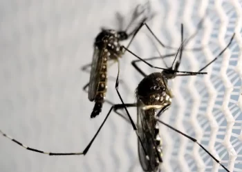 Quase 4 bilhões de pessoas correm risco de infecção pelo Aedes