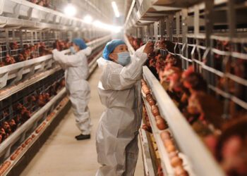 Gripe aviária: OMS quer rede mundial e alerta para “potencial epidêmico”