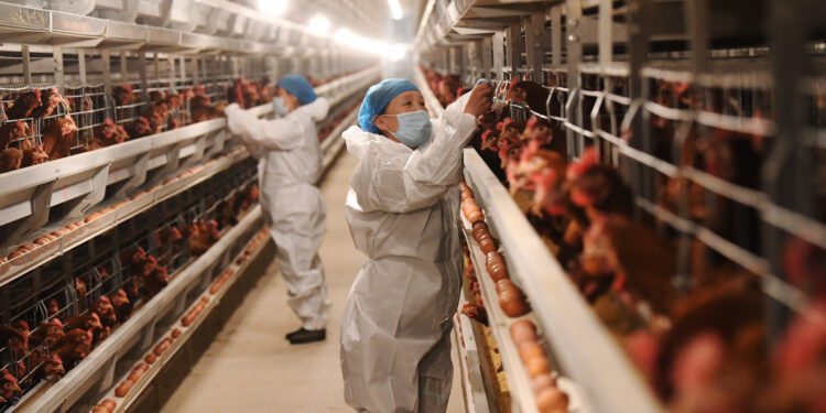 Gripe aviária: OMS quer rede mundial e alerta para “potencial epidêmico”