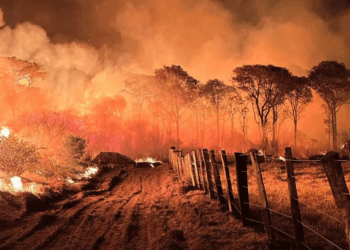 Pantanal em chamas: área queimada em 2024 já supera pior ano da história
