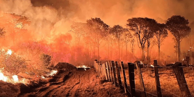 Pantanal em chamas: área queimada em 2024 já supera pior ano da história
