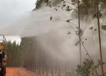 Risco de incêndios aumenta e setor da celulose cobra Dnit e Energisa