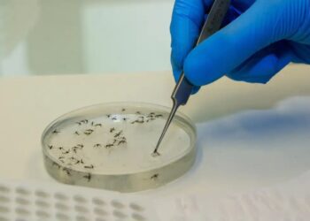 Sesau confirma ausência de foco do mosquito Oropouche em Mato Grosso do Sul