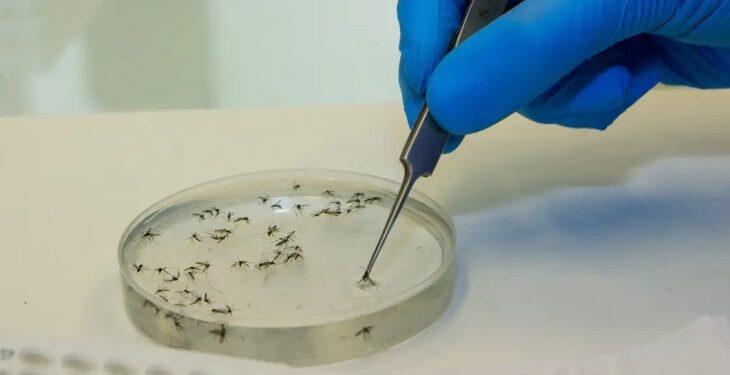 Sesau confirma ausência de foco do mosquito Oropouche em Mato Grosso do Sul