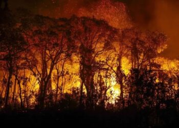 Incêndios devastaram mais de 661 mil hectares no Pantanal em 2024
