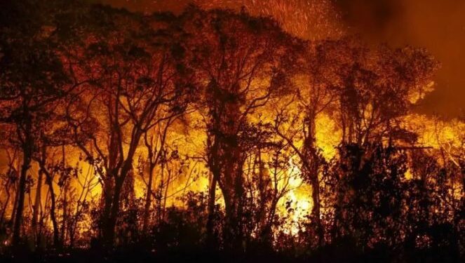 Incêndios devastaram mais de 661 mil hectares no Pantanal em 2024