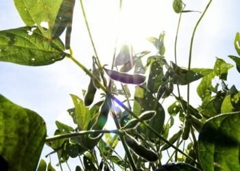 Soja e celulose impulsionam balança comercial de Mato Grosso do Sul