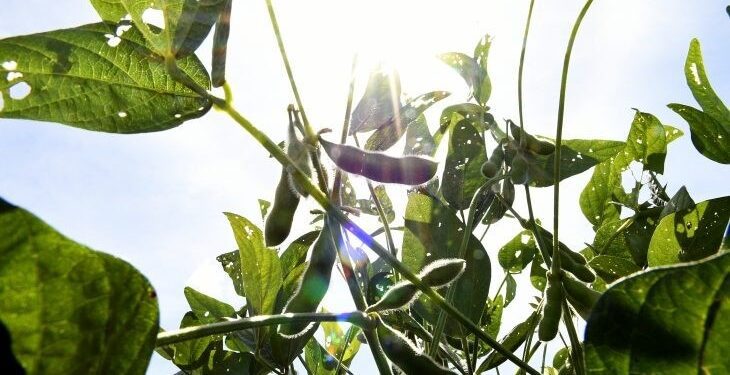 Soja e celulose impulsionam balança comercial de Mato Grosso do Sul