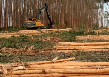 Vale da Celulose: expansão em MS pode ter mais fábricas e quase 100 mil novos empregos