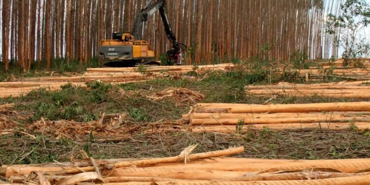 Vale da Celulose: expansão em MS pode ter mais fábricas e quase 100 mil novos empregos