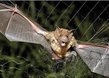 Iagro alerta produtores rurais sobre risco de raiva em Costa Rica e Alcinópolis