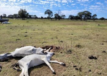 Frio intenso causa morte de quase 100 bois em Mato Grosso do Sul