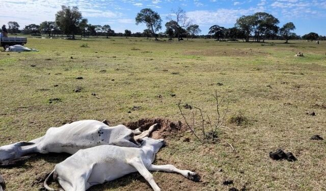 Frio intenso causa morte de quase 100 bois em Mato Grosso do Sul
