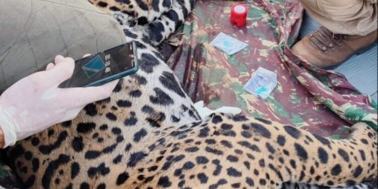 Onça-pintada Antã é a segunda resgatada no Pantanal de MS em quatro dias