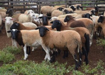 Iagro define novas regras para transporte de ovinos e caprinos