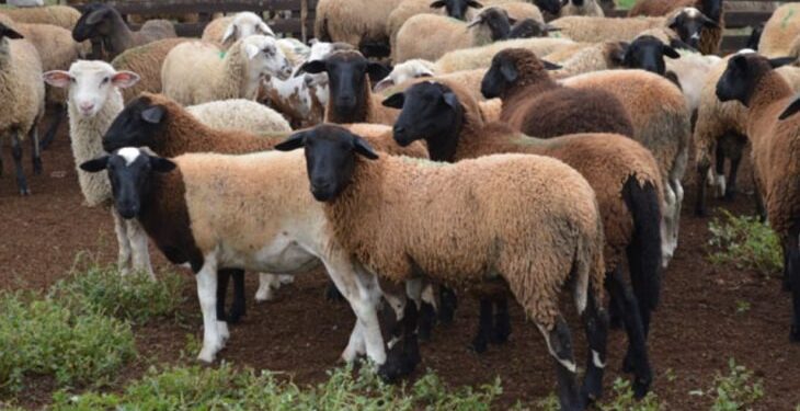 Iagro define novas regras para transporte de ovinos e caprinos