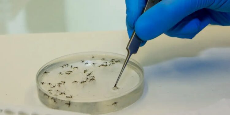 Primeiro caso de febre oropouche com transmissão local é confirmado em MS