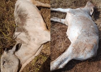 Pecuaristas de MS sofrem perdas com morte de gado devido ao frio