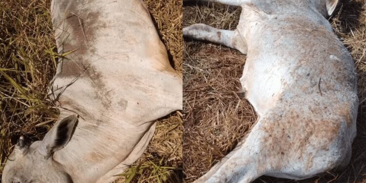 Pecuaristas de MS sofrem perdas com morte de gado devido ao frio