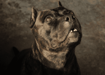 Idosa é atacada por pitbull e perde cão durante passeio em Costa Rica