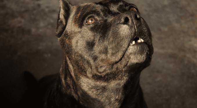 Idosa é atacada por pitbull e perde cão durante passeio em Costa Rica