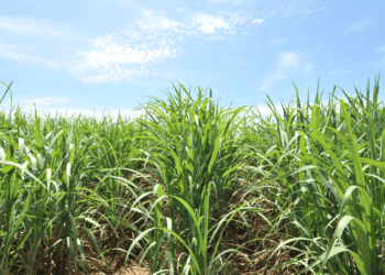Mudanças climáticas ameaçam a produção de cana em Mato Grosso do Sul