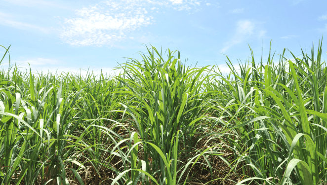 Mudanças climáticas ameaçam a produção de cana em Mato Grosso do Sul