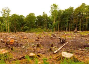 Desmatamento ilegal em Chapadão do Sul resulta em TAC de R$ 47 mil para fazendeiro