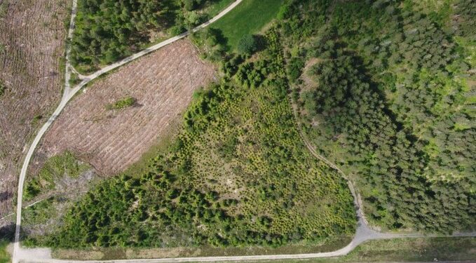 Desmatamento ilegal em Chapadão do Sul resulta em TAC de R$ 47 mil para fazendeiro