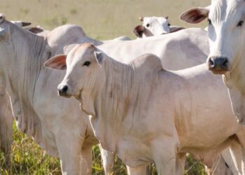 Novilhos precoces respondem por 40% do total de abates de bovinos nas indústrias de MS