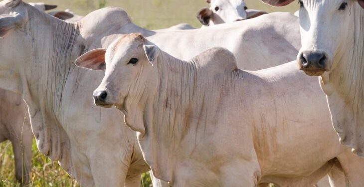 Novilhos precoces respondem por 40% do total de abates de bovinos nas indústrias de MS