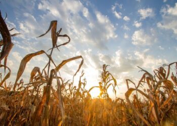 Mato Grosso do Sul enfrenta setembro com calor extremo e chuvas abaixo da média