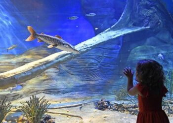 Filme sobre Bioparque Pantanal é finalista em festival internacional de cinema e turismo em Portugal