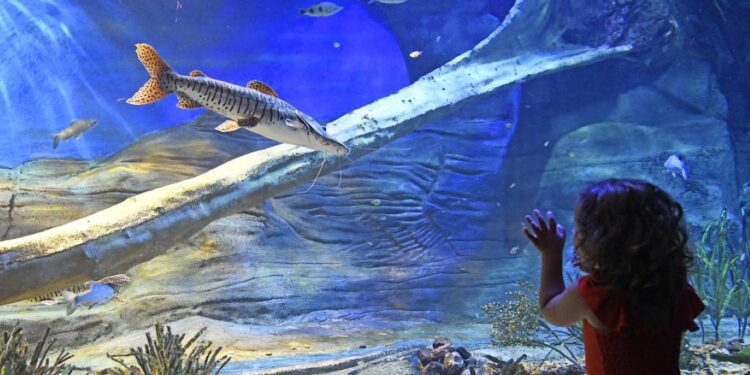 Filme sobre Bioparque Pantanal é finalista em festival internacional de cinema e turismo em Portugal