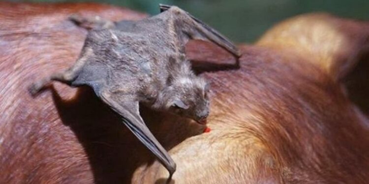 Casos de raiva em bovinos em Chapadão do Sul eleva alerta em propriedades da região