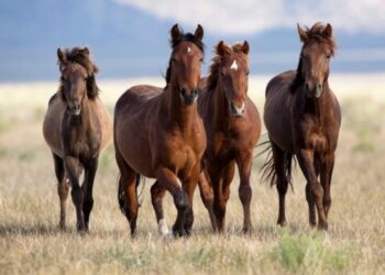 Transporte de equídeos sem fins comerciais em MS não precisa mais de nota fiscal