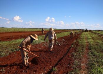 Governo de MS concede benefício fiscal para incentivar a expansão da citricultura no Estado
