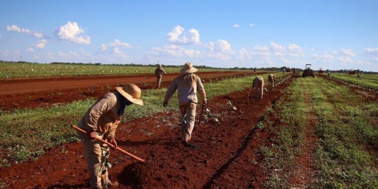 Governo de MS concede benefício fiscal para incentivar a expansão da citricultura no Estado