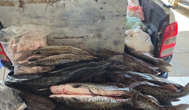 Operação intensifica vigilância sobre pesca durante período de defeso no MS