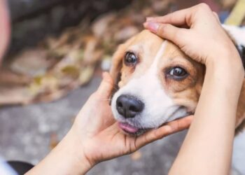Campanha Dezembro Verde combate o abandono de animais e conscientiza sobre adoção responsável
