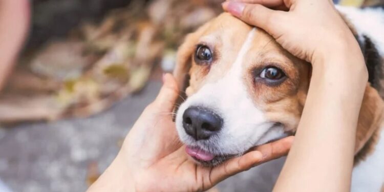 Campanha Dezembro Verde combate o abandono de animais e conscientiza sobre adoção responsável
