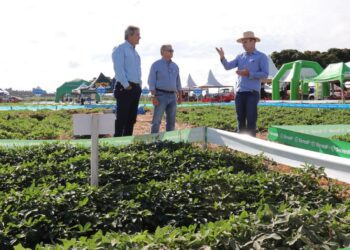 Diversificação agrícola impulsiona produção de amendoim em Mato Grosso do Sul